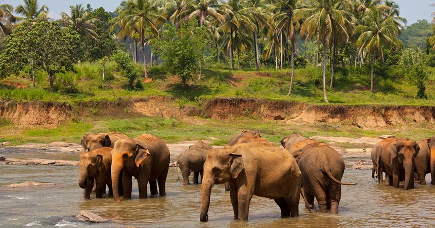 Exploring Sri Lanka’s Best Elephant Hotspots