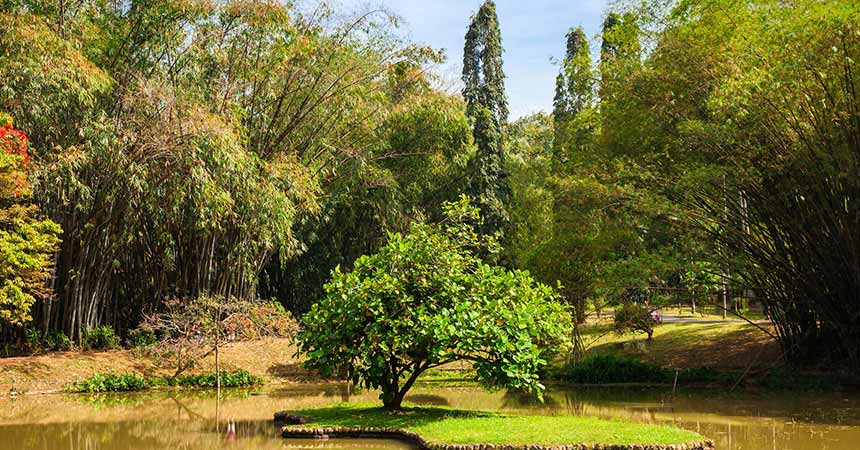 A Guide to the Best Botanical Gardens in Sri Lanka