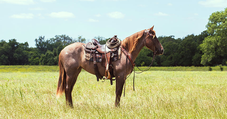 Best Places to Go Horseback Riding in Sri Lanka